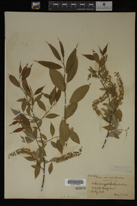 Salix amygdaloides image