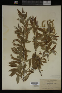 Image Associated With the Occurrence