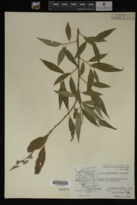 Salix amygdaloides image