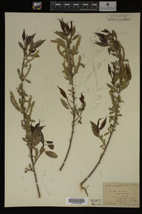 Salix amygdaloides image