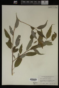 Image Associated With the Occurrence