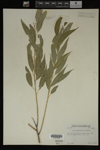 Salix amygdaloides image