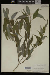 Salix amygdaloides image