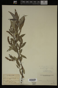Salix amygdaloides image
