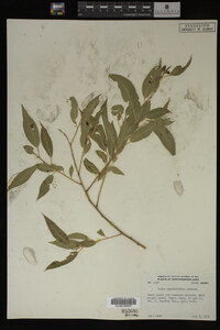 Salix amygdaloides image
