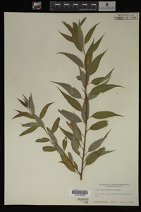 Salix amygdaloides image