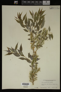 Salix amygdaloides image