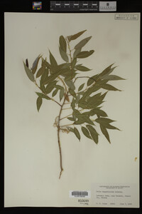 Salix amygdaloides image