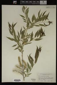 Salix amygdaloides image