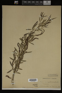 Salix amygdaloides image