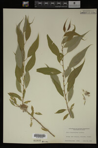 Salix amygdaloides image
