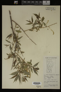 Salix amygdaloides image
