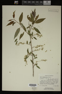 Salix amygdaloides image
