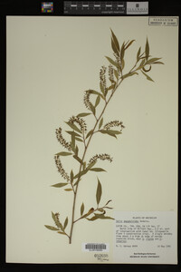 Salix amygdaloides image