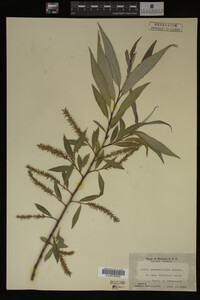 Salix amygdaloides image