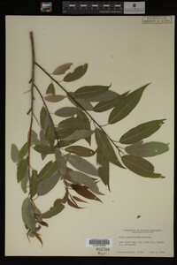 Salix amygdaloides image