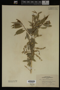 Salix amygdaloides image