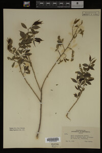 Salix amygdaloides image