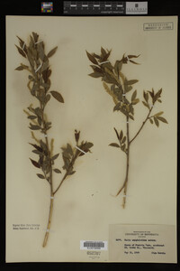 Image Associated With the Occurrence