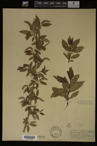 Salix amygdaloides image