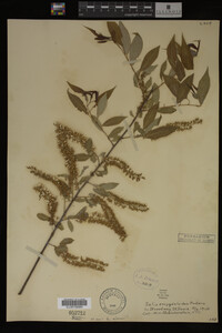 Salix amygdaloides image