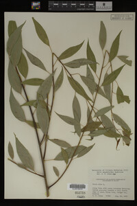 Salix amygdaloides image