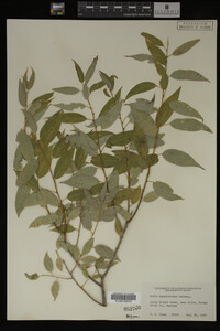 Salix amygdaloides image