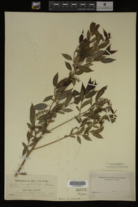 Salix amygdaloides image