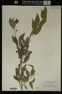 Image Associated With the Occurrence