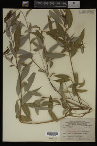 Salix amygdaloides image