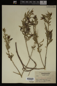 Salix amygdaloides image