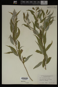 Salix amygdaloides image