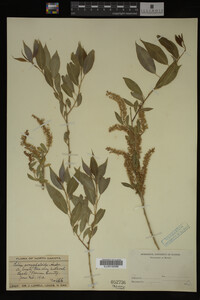 Salix amygdaloides image