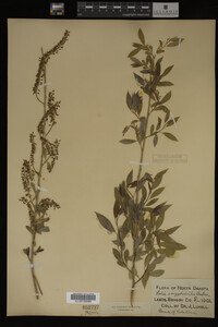 Salix amygdaloides image