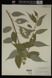 Salix amygdaloides image