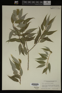 Salix amygdaloides image
