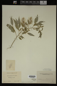 Salix amygdaloides image