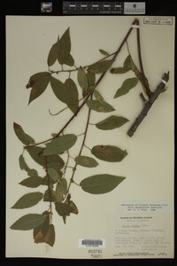 Salix amygdaloides image