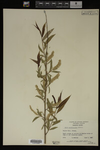 Salix amygdaloides image