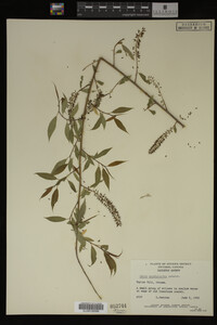 Salix amygdaloides image