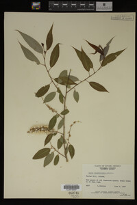 Image Associated With the Occurrence