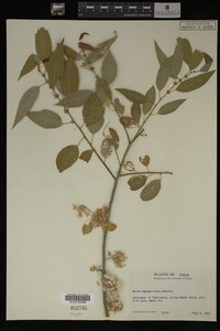 Salix amygdaloides image