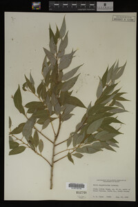 Salix amygdaloides image