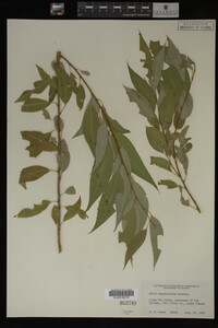 Image Associated With the Occurrence