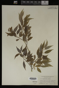 Salix amygdaloides image