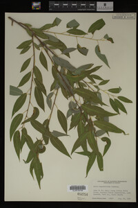 Salix amygdaloides image