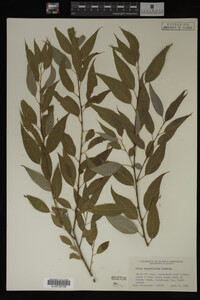 Salix amygdaloides image