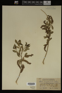 Salix amygdaloides image