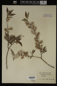 Image Associated With the Occurrence