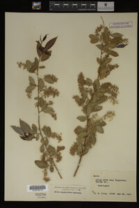 Image Associated With the Occurrence